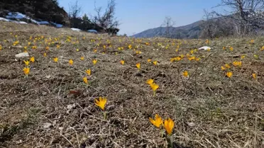 Çiğdemler Baharı Müjdeliyor