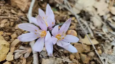 Çankırı'da Kar Çiçekleri Açtı