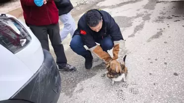 Kedi İtfaiye Ekipleri Tarafından Kurtarıldı