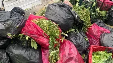 Çınarcık’tan Organik Gübre Projesi