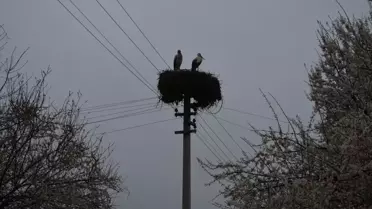 Leylekler Dodurga'ya Döndü