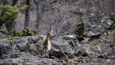 Munzur Vadisi Milli Parkı'nda Yaban Hayvanları Hareketleniyor