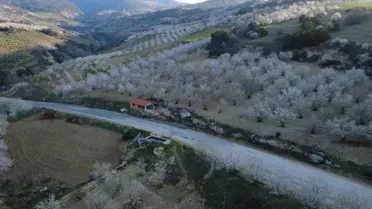 Demirci'de Badem Ağaçları Çiçek Açtı