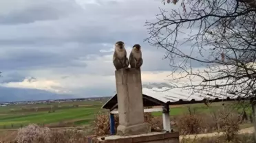 Çivril'de Kaçan Maymun Yakalandı