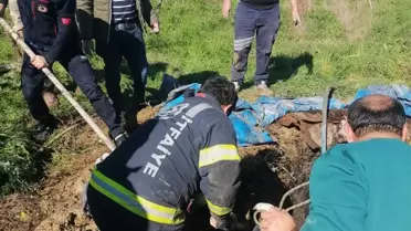 Foseptik Çukuruna Düşen İnek Kurtarıldı