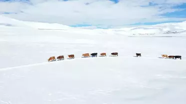 Ağrı'da İlkbahar Kışı Aratıyor