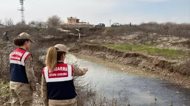 Mahsur Kalan Balıklar Kurtarıldı