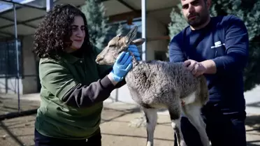 Yaralı Yaban Hayvanları Sakarya'da Tedavi Ediliyor