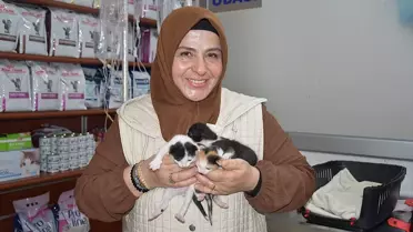 Kedi Sezaryenle 3 Yavru Dünyaya Getirdi