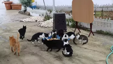 Balcı Ailesi'nin Kedili Yuvası