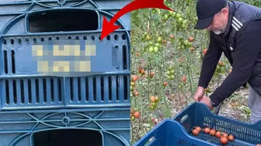 Domatesleri topladığı kasaya bile onun adını yazdırdı