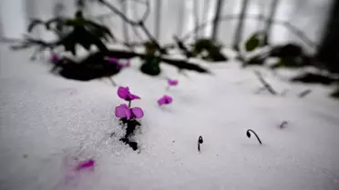 Düzce'nin Yüksek Kesimlerinde Kar Yağışı