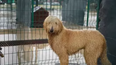 Edirne'de Cins Köpekler Sahiplendiriliyor