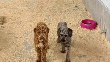 Edirne'de 88 Köpek Sahiplendirildi