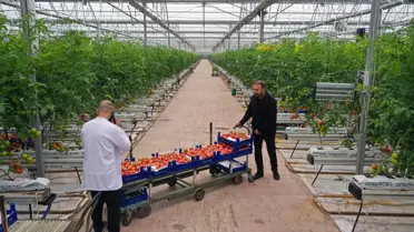 Elazığ'da GES Destekli Domates Üretimi Artıyor