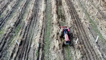 Elazığ'da Üzüm Veriminde Kar Umudu