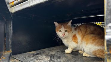 Elazığ'da Yaralı Kedi Tedavi Altına Alındı