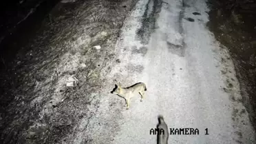 Elazığ'da Kurtlar ve Tavşanlar Köye İndi