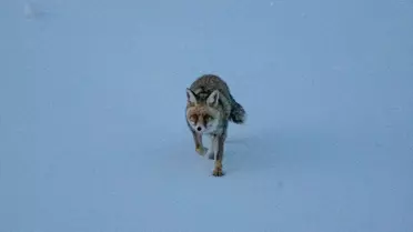 Karla Kaplı Arazide Tilki Görüntülendi