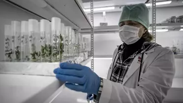 Erzurum’da Yerli Patates Tohumları Üretiliyor