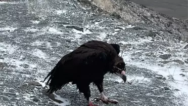 Yaralı Yırtıcı Kuşlar Doğaya Kavuştu