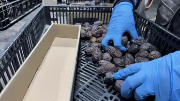 Filistin Hurmaları İçin Barkod Uyarısı