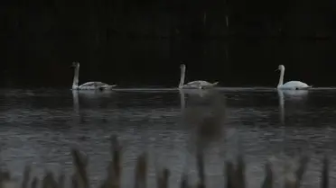 Düzce'de Yorgun Düşen Kuğulara Bakım