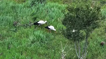 Leylekler Esenler'de Mola Verdi