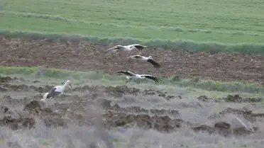 Leylekler Vize'de Mola Verdi