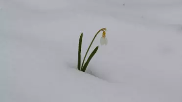 Kardelenler Karla Buluştu