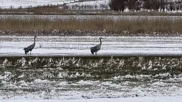 Hafik Gölü'nde Turna ve Kazlar Karda Yiyecek Arıyor