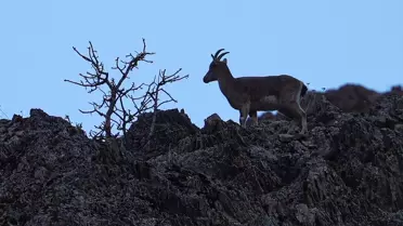 Hakkari'de Yaban Keçileri Görüntülendi