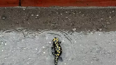 Sarı Benekli Semender Payas'ta Görüntülendi