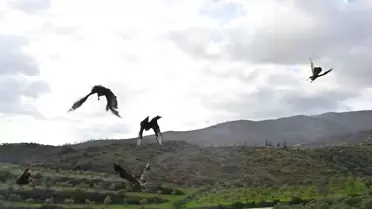 Hatay'da Yaralı 7 Kuş Doğaya Salındı
