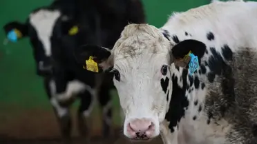 Akıllı Ortopedik İnek Yatakları