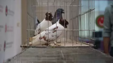 İpsala Sınır Kapısı'nda Kaçak Hayvan Ele Geçirildi