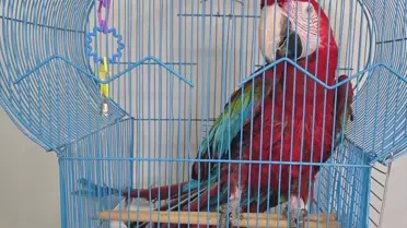 İpsala'da Kaçak 3 Papağan Ele Geçirildi