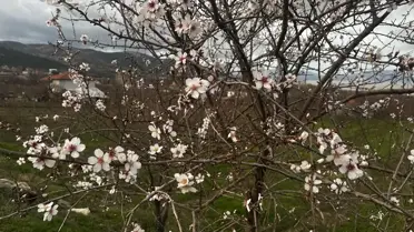 Isparta'da Badem Ağaçları Çiçek Açtı