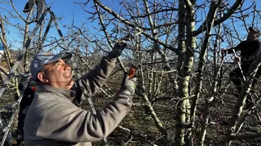 Isparta'da Meyve Ağaçları Budanıyor