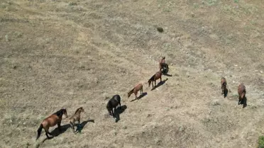 Yılkı Atları Dronla Görüntülendi