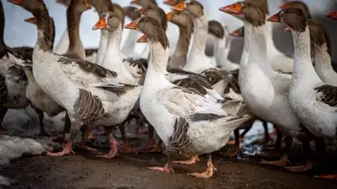 İstanbul'dan Köye, Başarıya Giden Yol