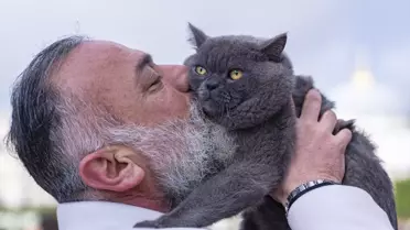 İstanbul'un Seyyah Kedisi Reis ve Kızı Pera