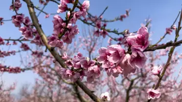 Selçuk'ta Şeftali Ağaçları Çiçek Açtı