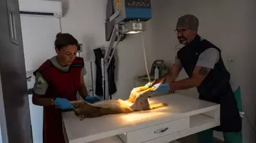 Yaralı Saz Kedisi Doğaya Salındı