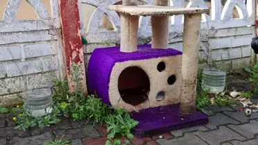 Buca'da 8 Hayvanın Ölümü Üzerine İnceleme Başlatıldı