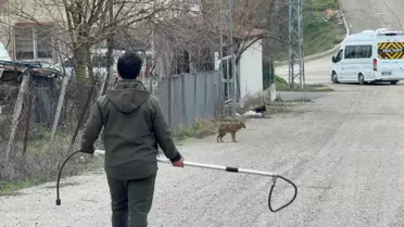 Hasta Çakal Tedavi Edildi