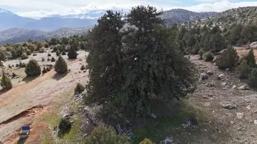 1931 Yaşındaki Anıt Ağaç Koruma Altında