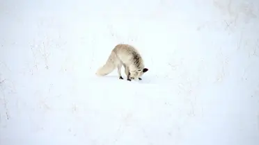 Kars'ta Kızıl Tilkiler Av Peşinde