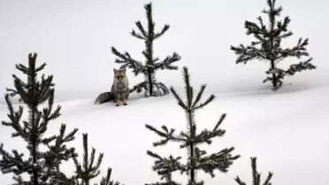 Kars'ta Yiyecek Arayan Kızıl Tilkiler
