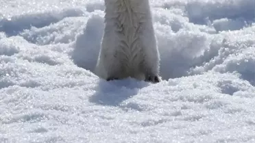 Kars'ta Nadir Görülen Beyaz Gelincik Görüntülendi